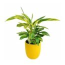 Alpinia Variegated