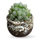 Haworthia Cooperi Plant in Decorative Ceramic Pot