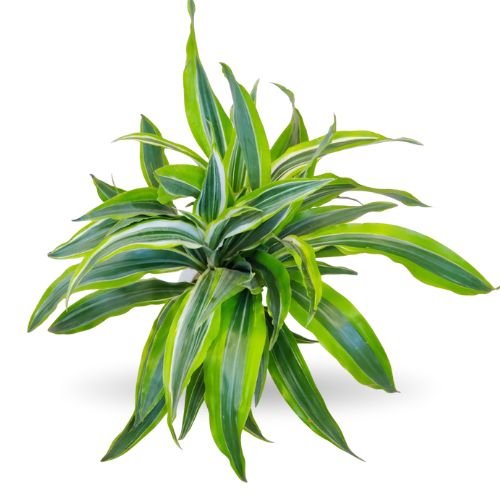 Dracaena ‘Dara Singh’ Indoor Plant