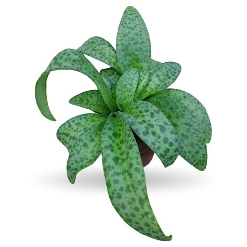 Ledebouria socialis - Leapord Lily, Silver Squill