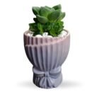 Haworthia Cymbiformis Plant in Ceramic Pot