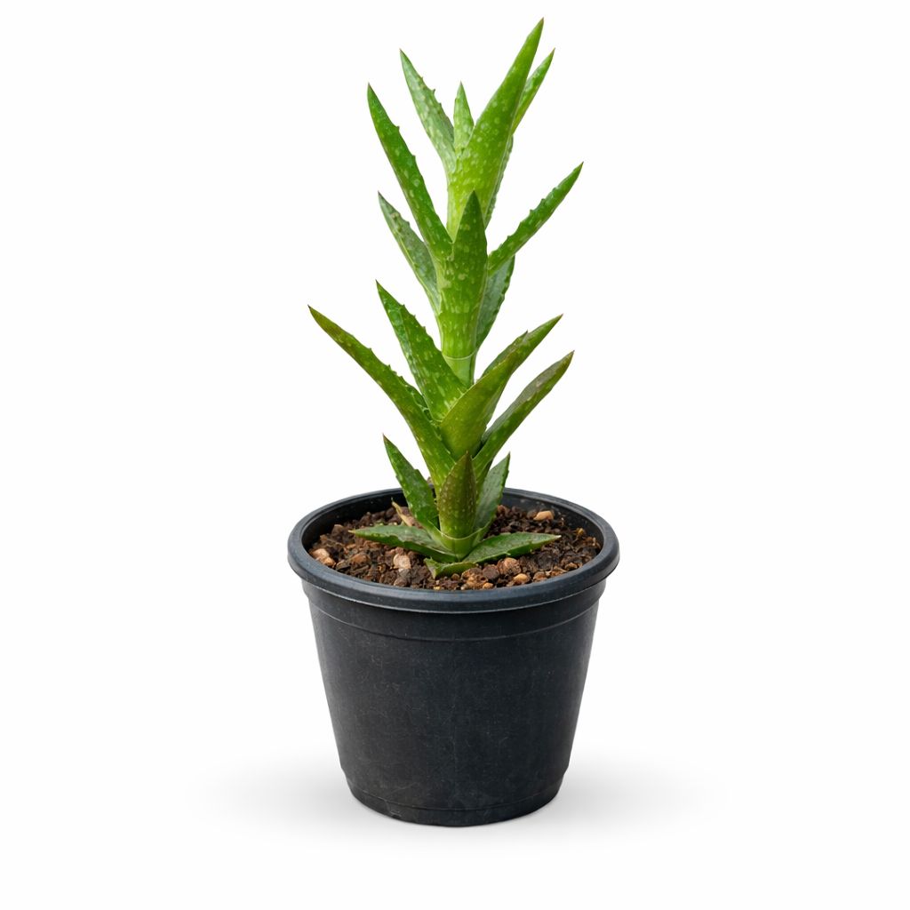 Aloe Juvenna Succulent- Tiger Tooth Aloe