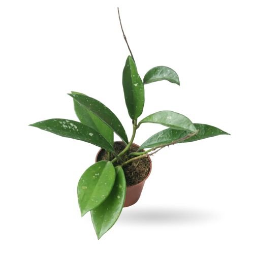 Hoya Pubicalyx 'Silver Spots'