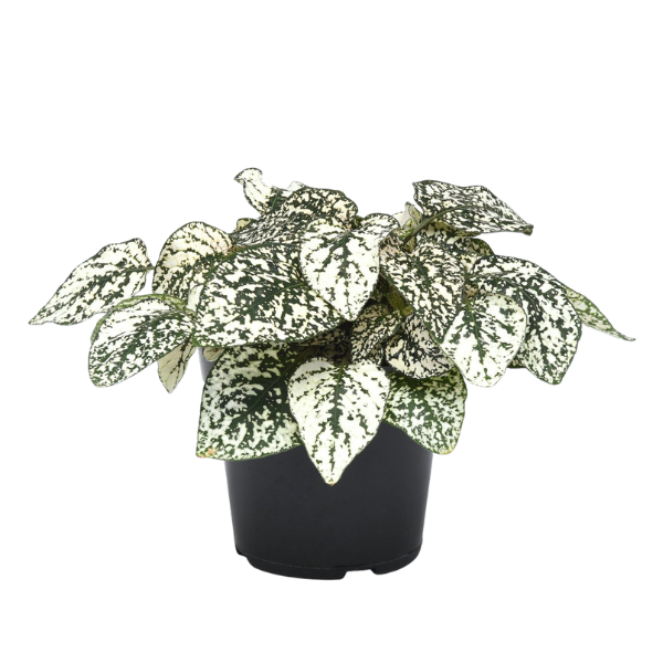 Hypoestes phyllostachya (White) – Colorful Polka Dot Plant
