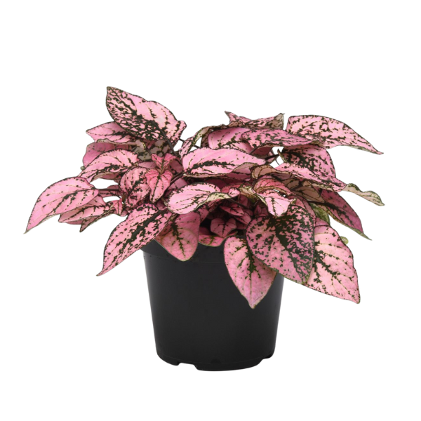 Hypoestes phyllostachya (Pink) – Colorful Polka Dot Plant