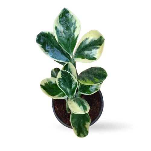 Pedilanthus ‘Jurassic Park’