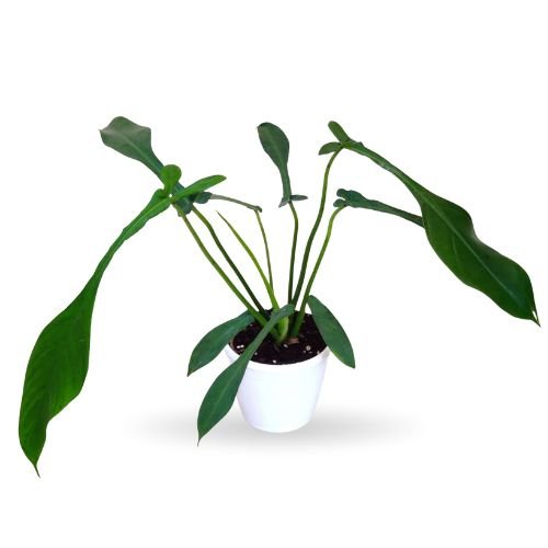 Philodendron Joepii