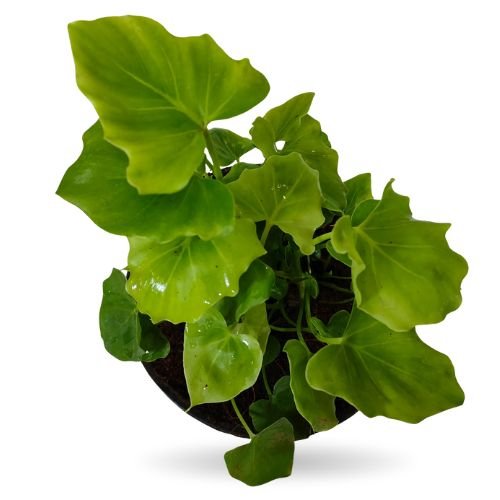 Philodendron Selloum (Philodendron Bipinnatifidum)