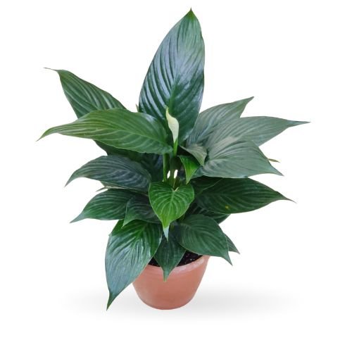Spathiphyllum Crown Plant