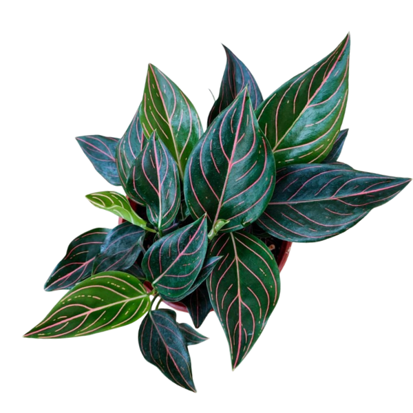 Aglaonema rotundum Tiger – Rare Red-Veined Plant