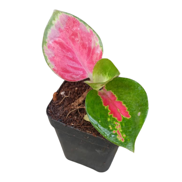 Aglaonema ‘Red Tricolor’ – Vibrant Rare Foliage Plant