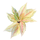 Aglaonema ‘Lucky’ – Vibrant Rare Green-yellow -Red  Plant