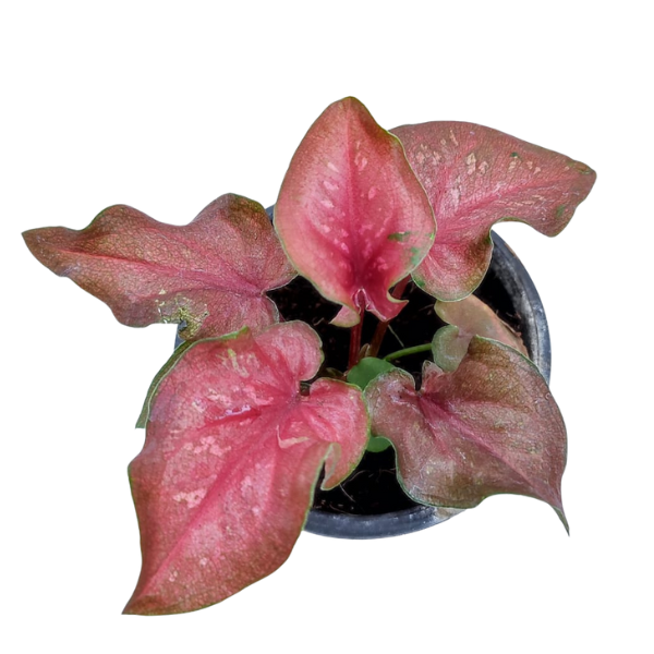Caladium ‘Red Flash’ Hybrid – Vibrant Red Heart-Leaf Plan