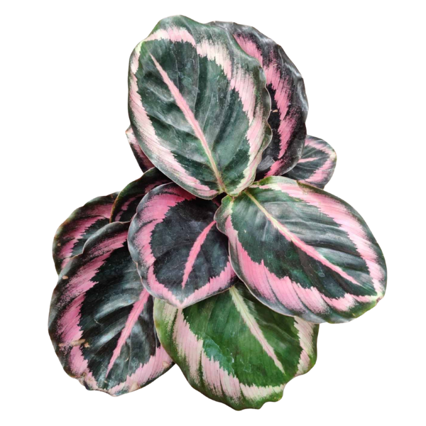 calathea red wine
