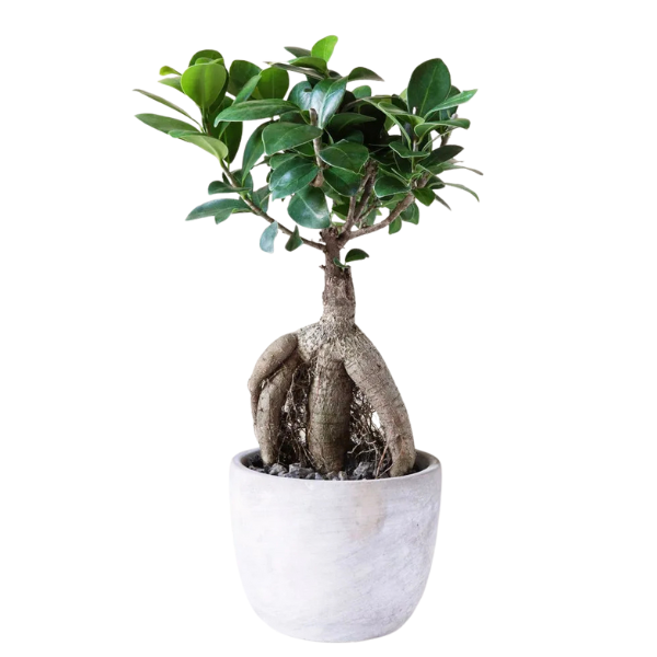 Ficus Bonsai – Evergreen Indoor Bonsai Tree
