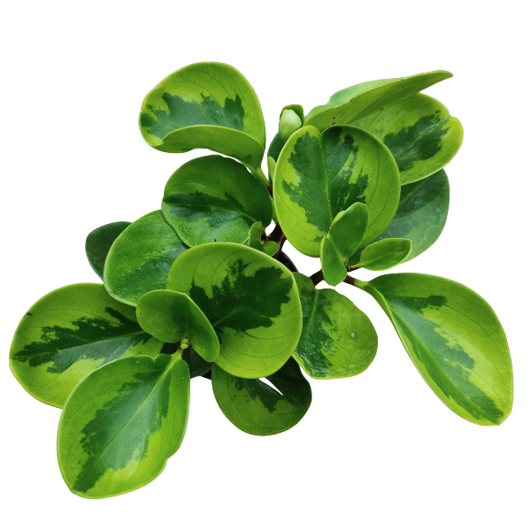 Peperomia Lemon Lime Plant – Variegated Indoor Baby Rubber Plant