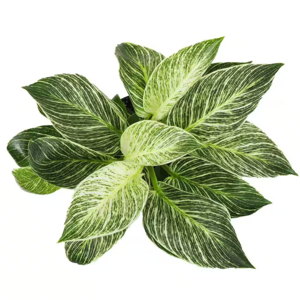 Philodendron ‘Birkin’