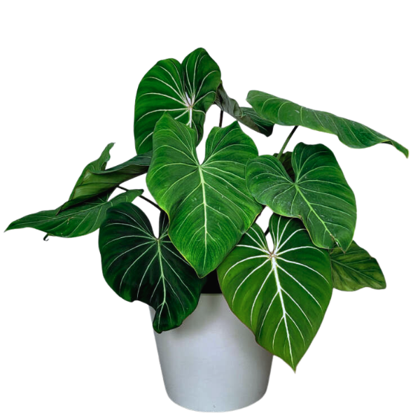Philodendron gloriosum – Rare Velvet-Leaf Aroid with Heart-Shaped Foliage