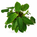 Philodendron Ceylon Green Plant