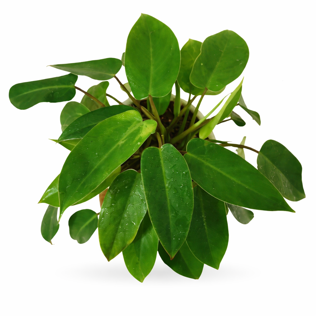 Philodendron Ceylon Green Plant