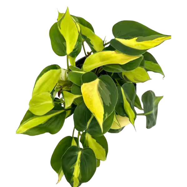 Philodendron oxycardium ‘Brasil’ – Variegated Heart-Leaf Plant