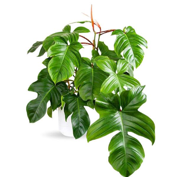 Philodendron squamiferum – Rare Fuzzy-Red Stem Tropical Aroid