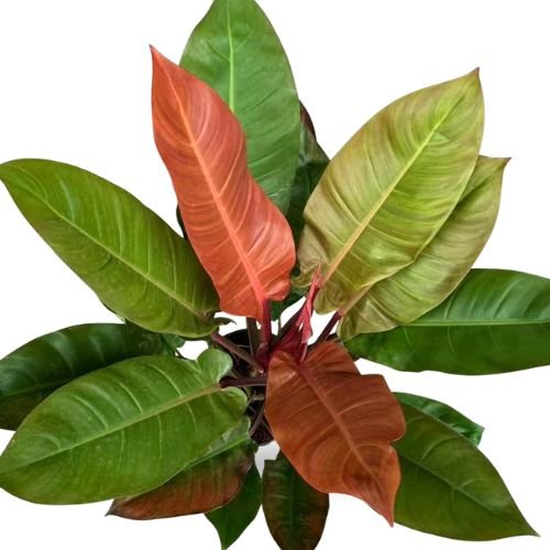 Philodendron Sun Red Plant – Indoor Foliage Beauty