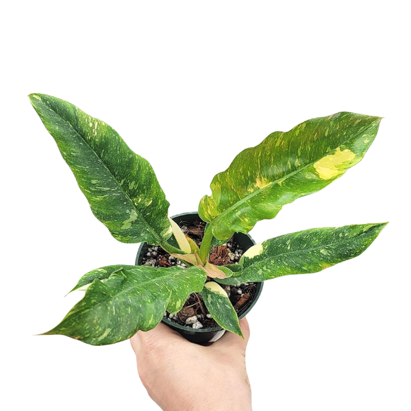 Philodendron Variegated Narrow – Rare Narrow Leaf