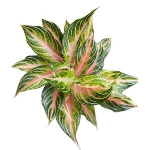 Aglaonema ‘Pink Panama’ – Exotic Indoor Plant