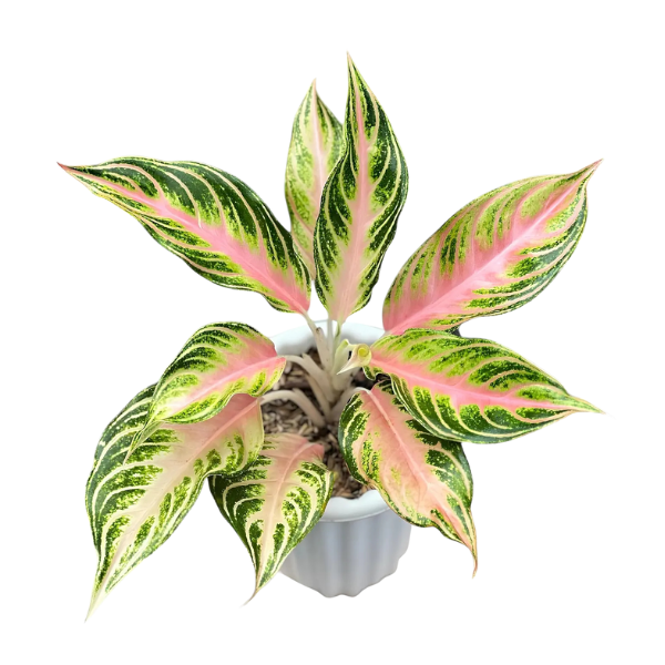 Aglaonema ‘Pink Panama’ – Exotic Indoor Plant