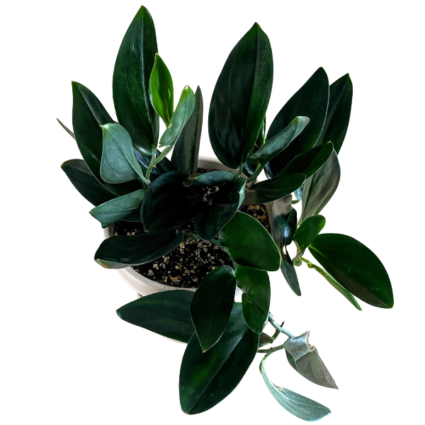 Scindapsus Treubii Dark Form – Rare Dark Foliage