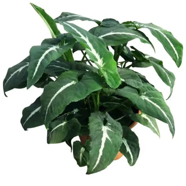 Syngonium wendlandii – Rare Velvet Arrowhead Vine with Silver Veins