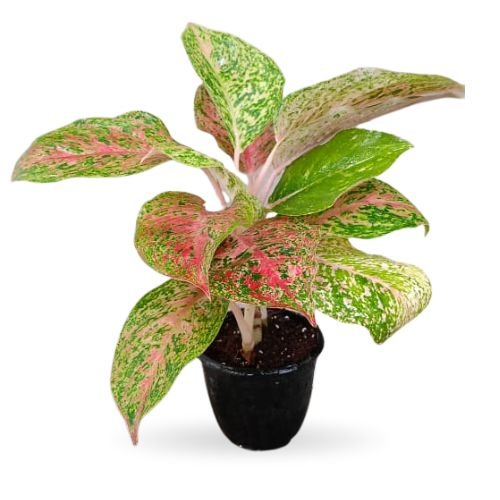 Aglaonema ‘Mahasety’