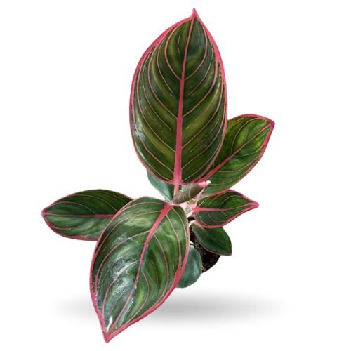Aglaonema Pink Khanza