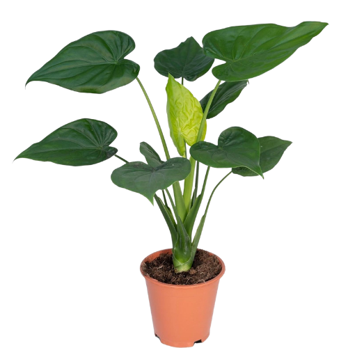 Alocasia Cucullata – Buddha’s Hand