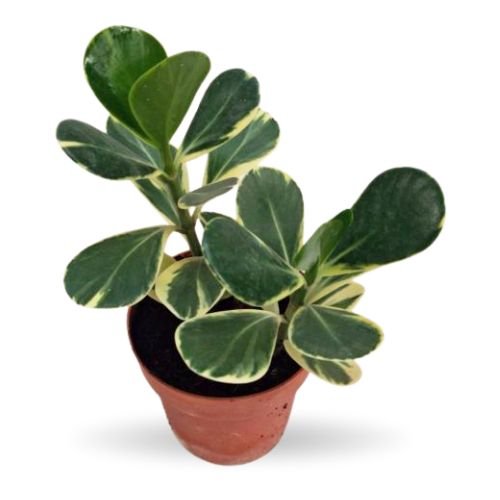 Clusia Rosea Variegated(Variegated Autograph Tree)