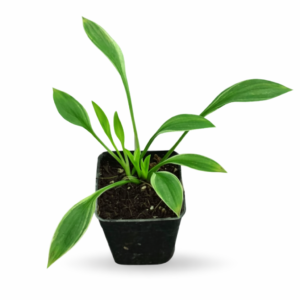 Hosta Fragrant Branquet