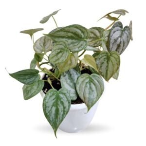 Philodendron Brandtianum