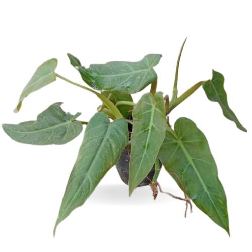 Philodendron Maximum