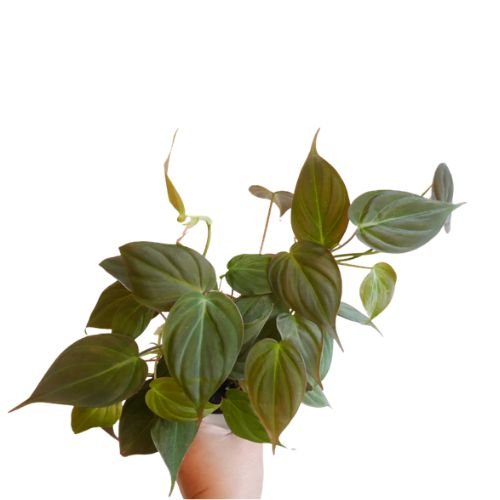 Philodendron Micans