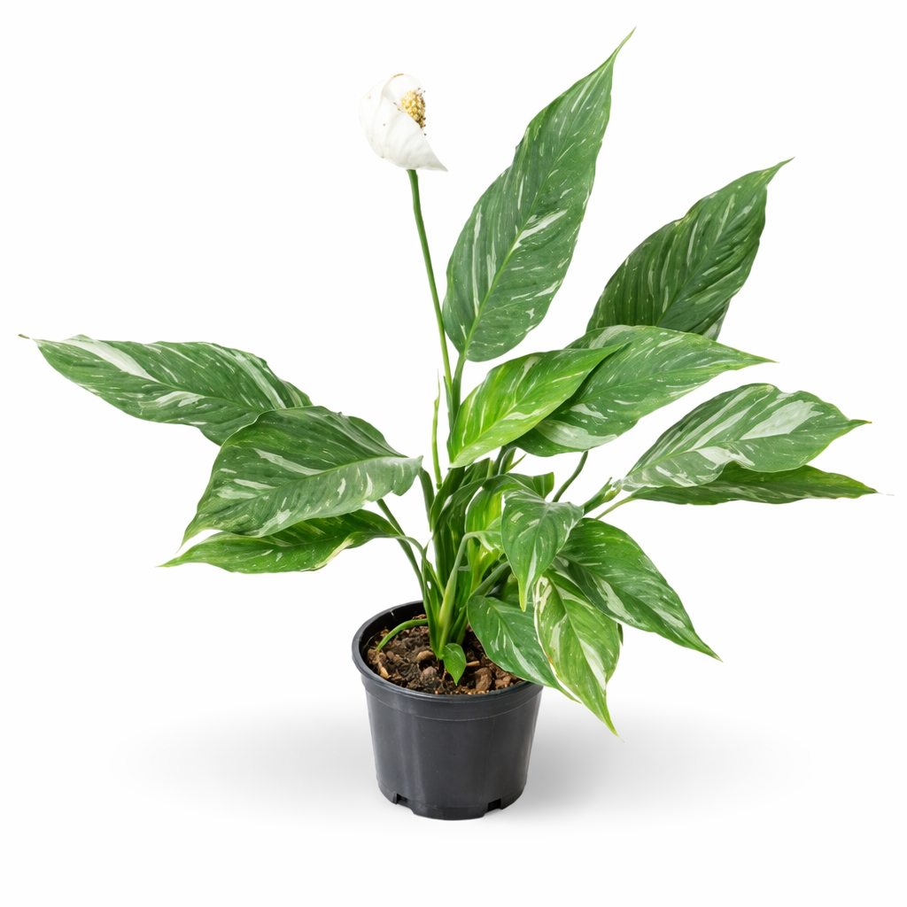 peace lily