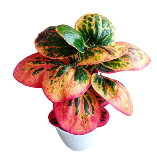 Croton Apple  (Codiaeum variegatum)