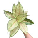 Aglaonema Frozen – Rare Variegated