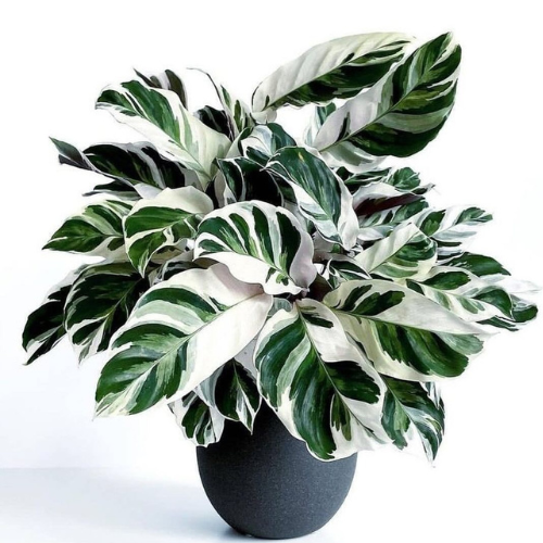 Calathea 'White Fusion'