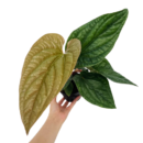 Anthurium Luxurians × Radicans – Rare Quilted Velvet Hybrid