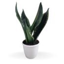 Trifasciata Whitney