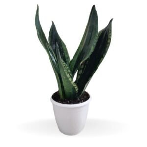 Trifasciata Whitney
