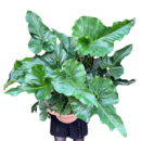 Anthurium brownii