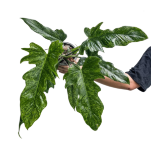Philodendron Minarum – Rare Tropical Plant
