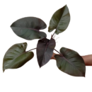 Philodendron Royal Queen